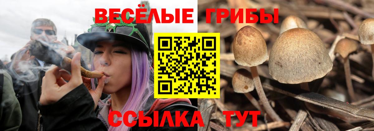 Псилоцибиновые грибы GOLDEN TEACHER Черногорск